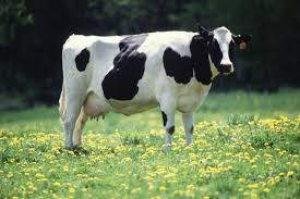Cow Milk